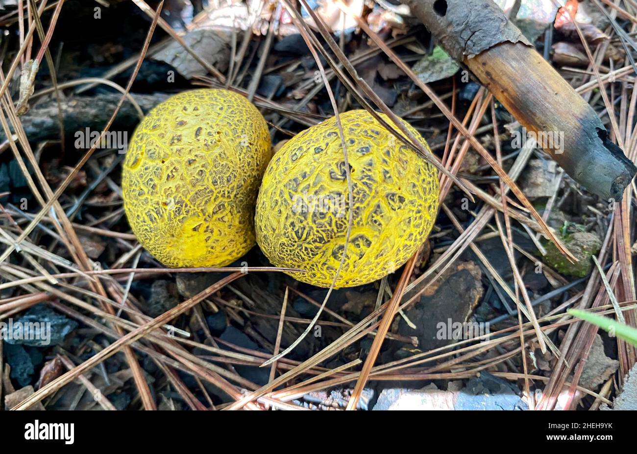 Mushrooms grow in the pine forest on Dalat Highland, Vietnam. Stock Photo