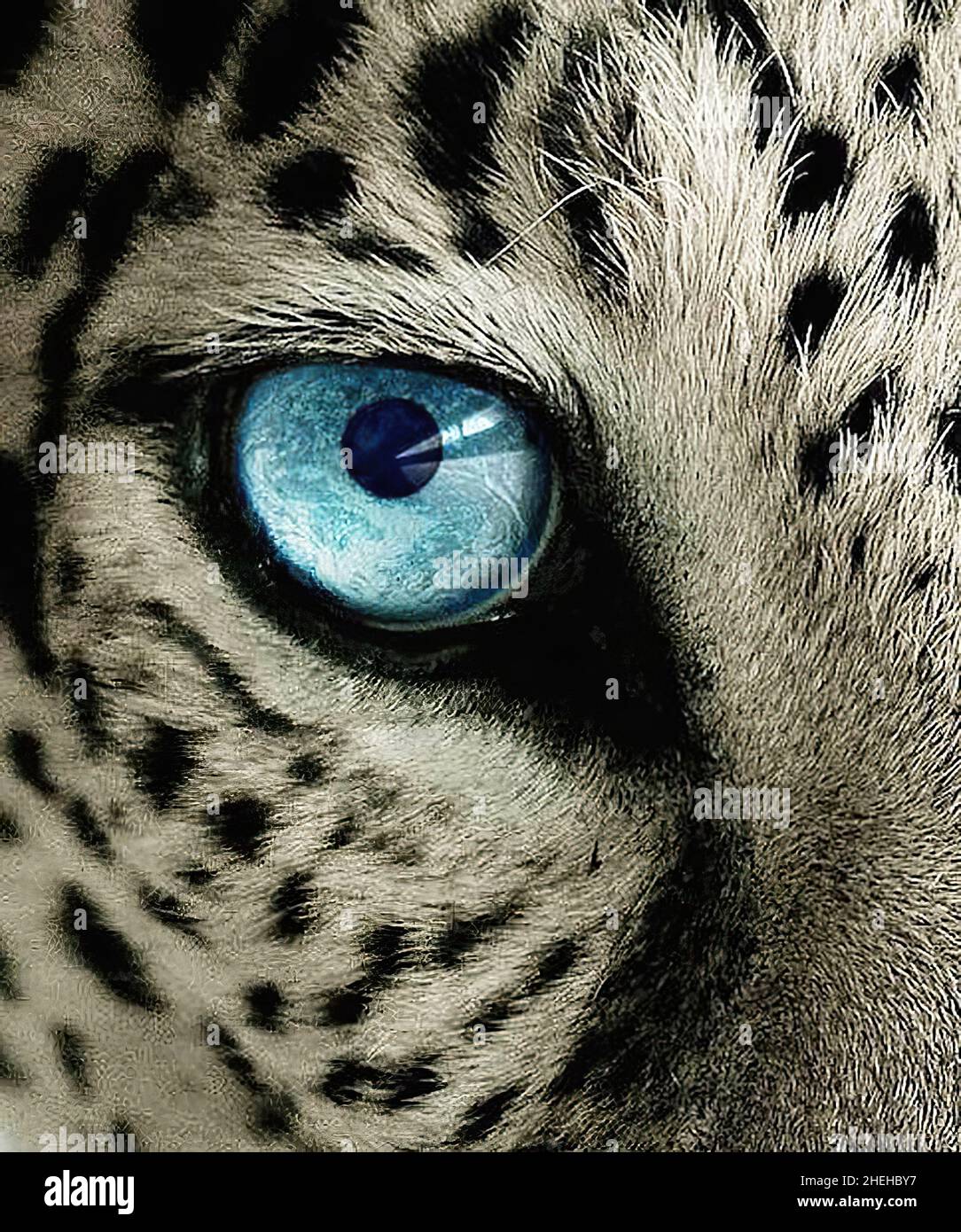 Animal Eye Close Up