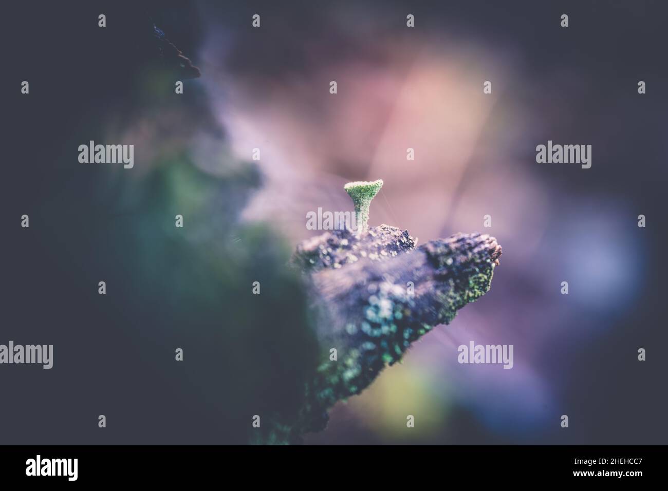 Water droplets on cladonia fringed. Lichens growing in the forest