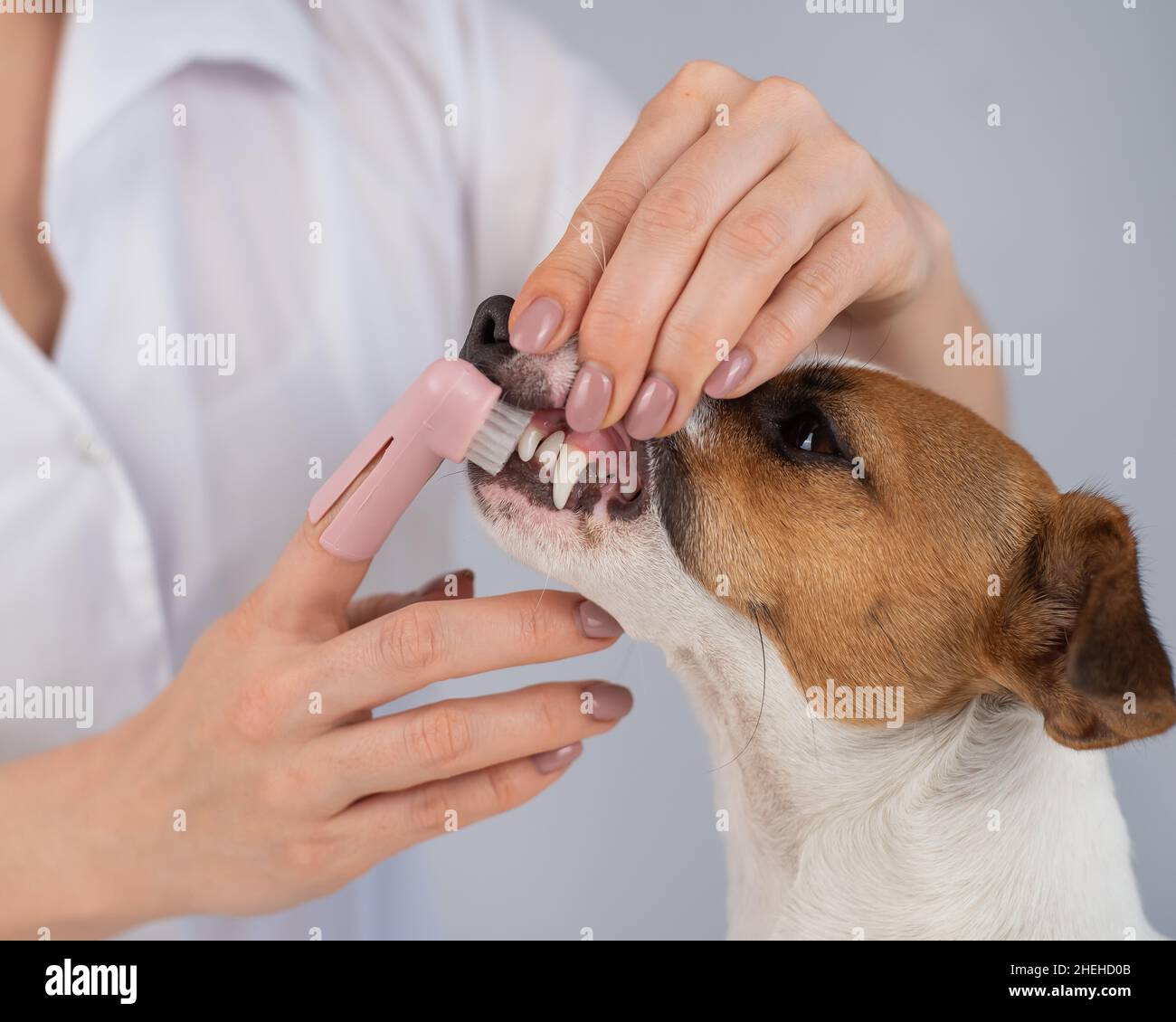 Woman veterinarian brushes the teeth of the dog jack russell terrier