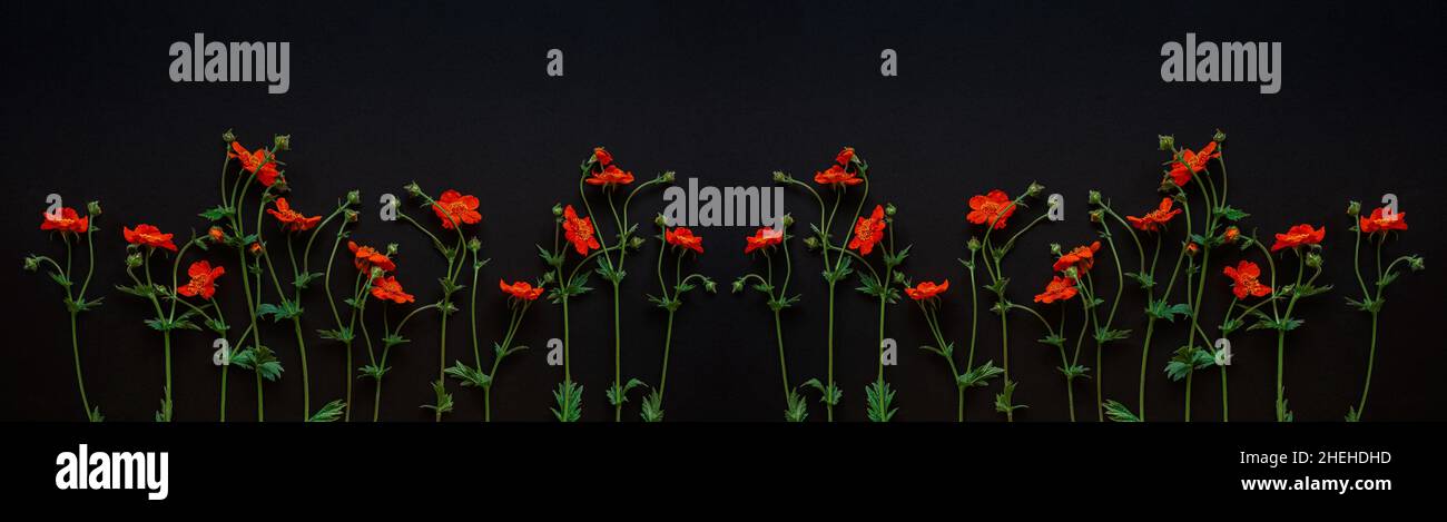 Red flowers of Geum coccineum in black background. Dark floral background, banner. Copy space. Flat lay. Stock Photo