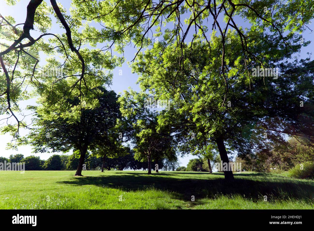 Evening view of the West side of Hilly Fields Park, Ladywell, Lewisham ...