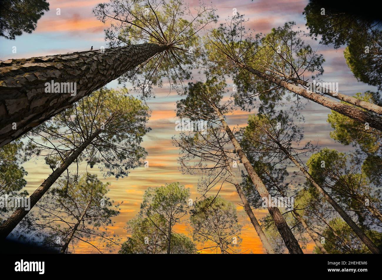 tree photo with sunset sky . Stock Photo