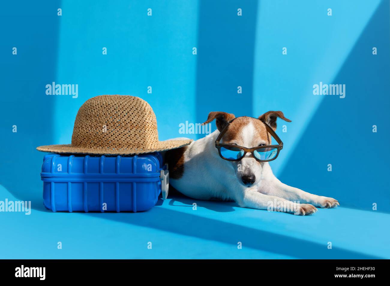 Cute dog breed Jack Russell Terrier in sunglasses lies with suitcase and straw hat isolated on blue studio background. Funny vacation and travel conce Stock Photo