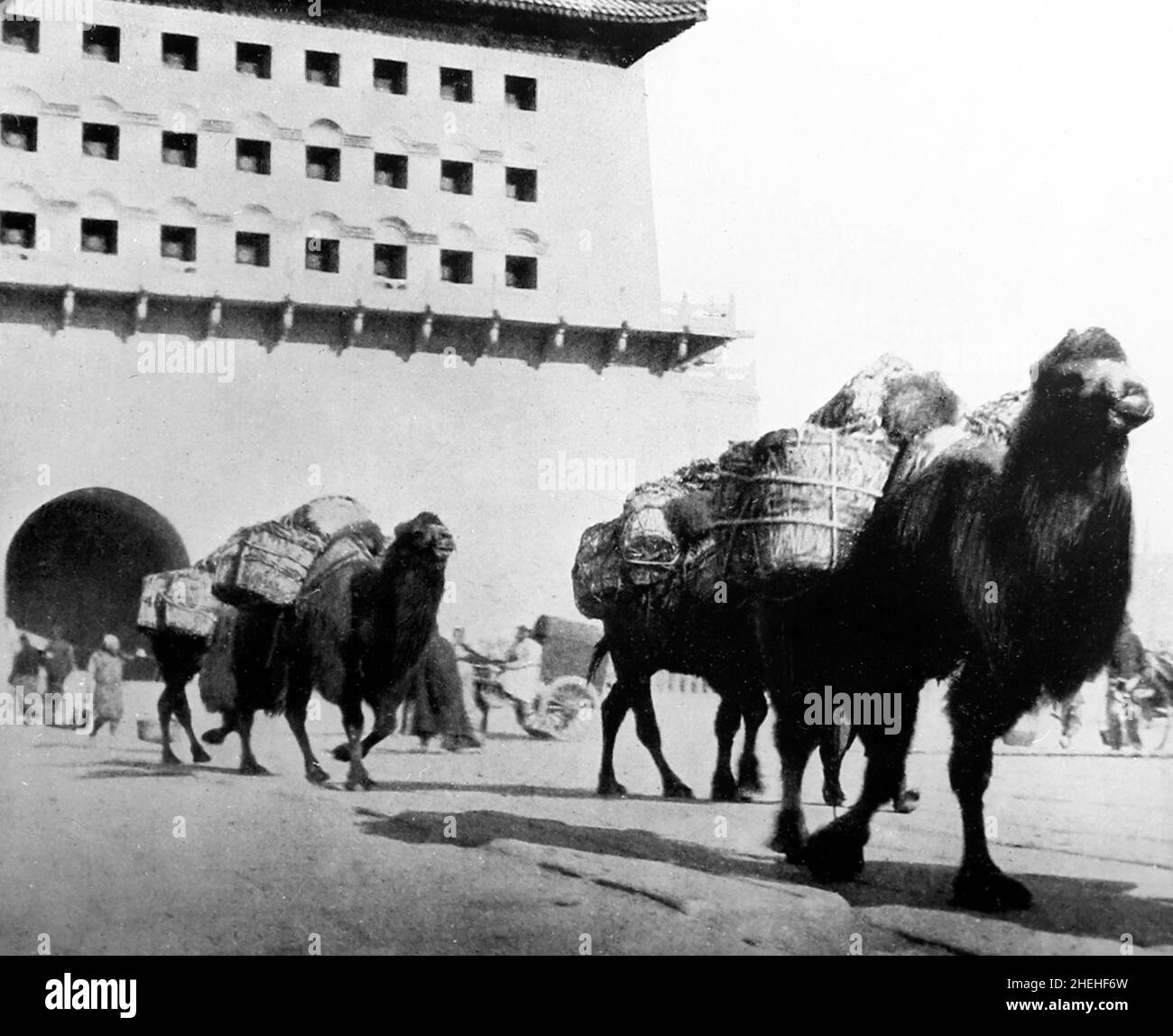 Camels transporting coal, Beijing, China, early 1900s Stock Photo