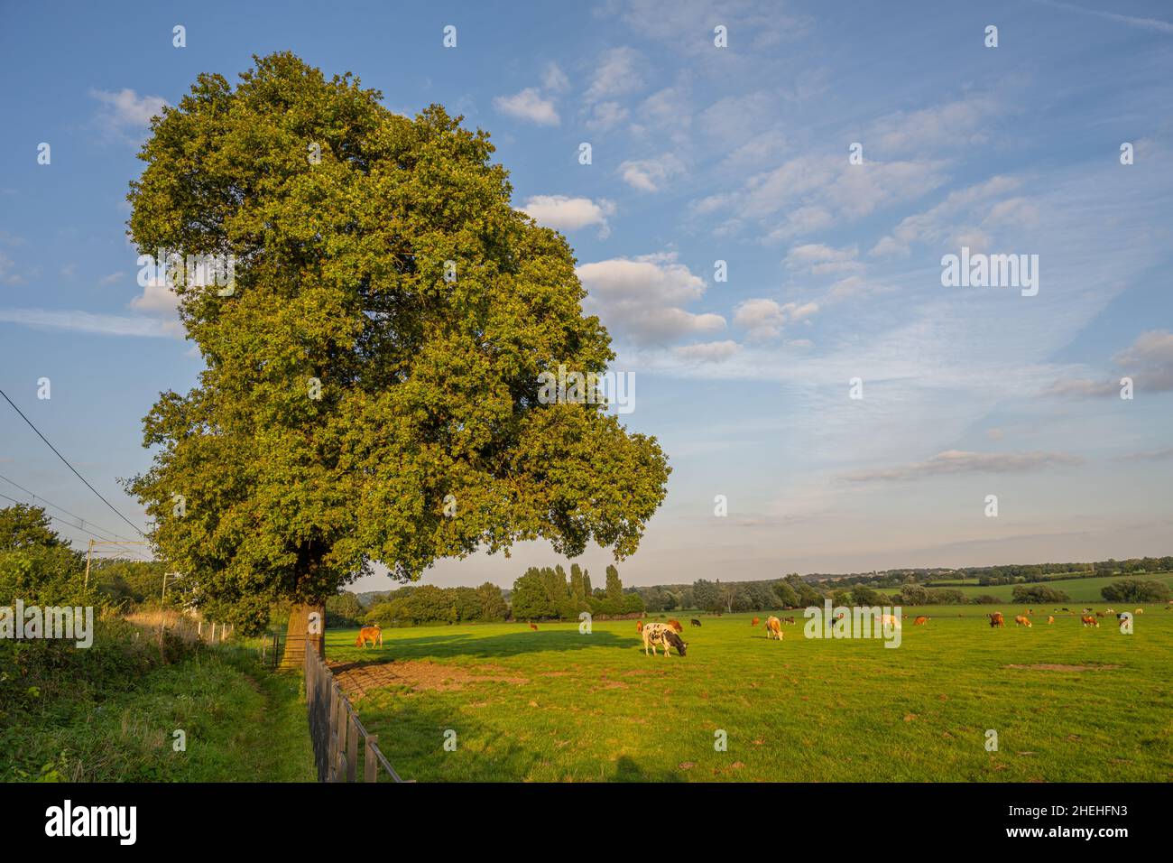 Cattle grazing in field near Margaretting Essex. Stock Photo