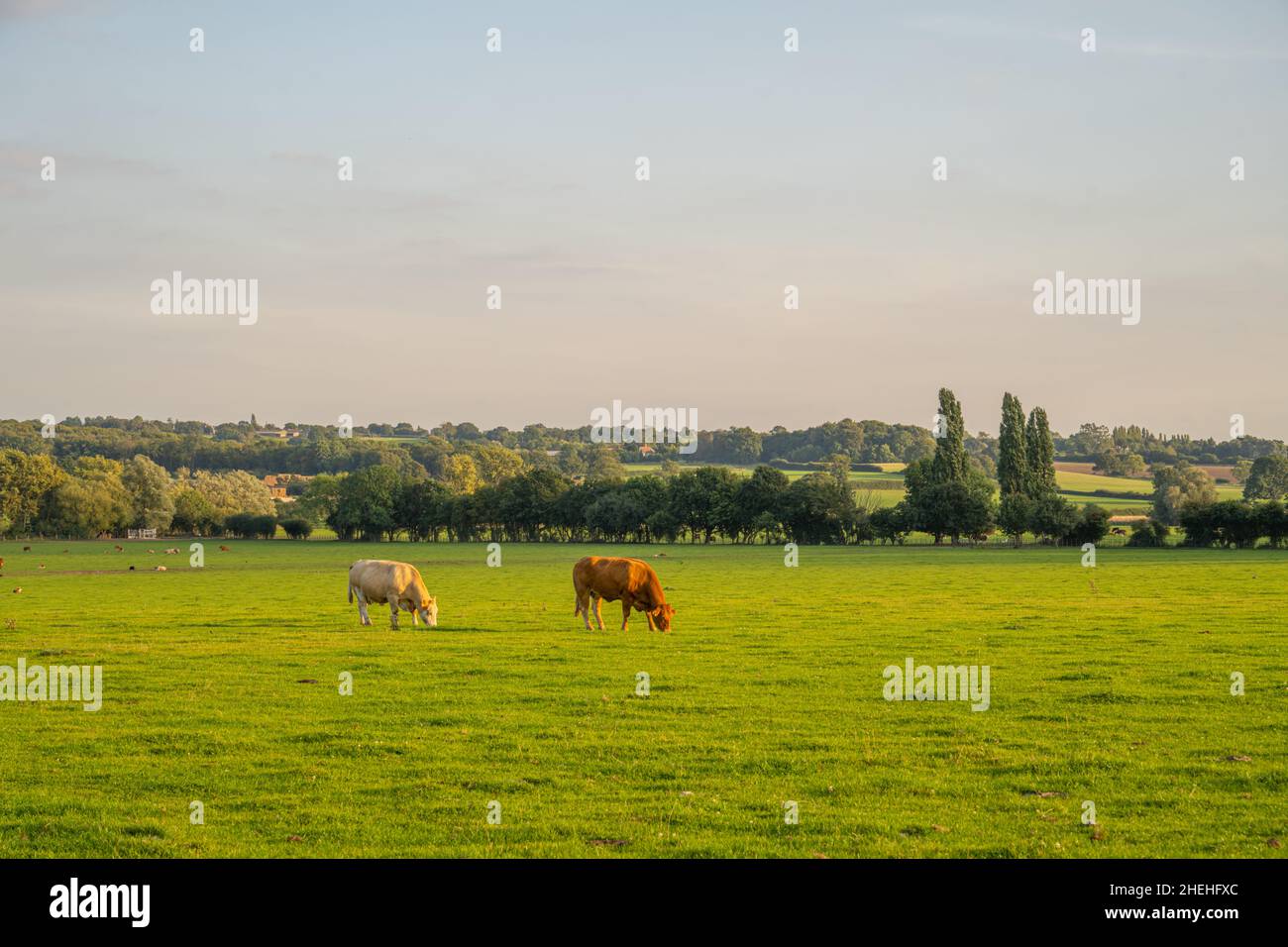 Cattle grazing in field near Margaretting Essex. Stock Photo
