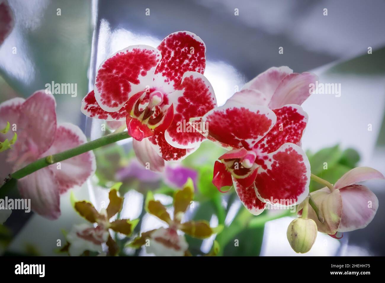Orchid Flower In Tropical Garden Holiday Floral Background Stock Photo Alamy
