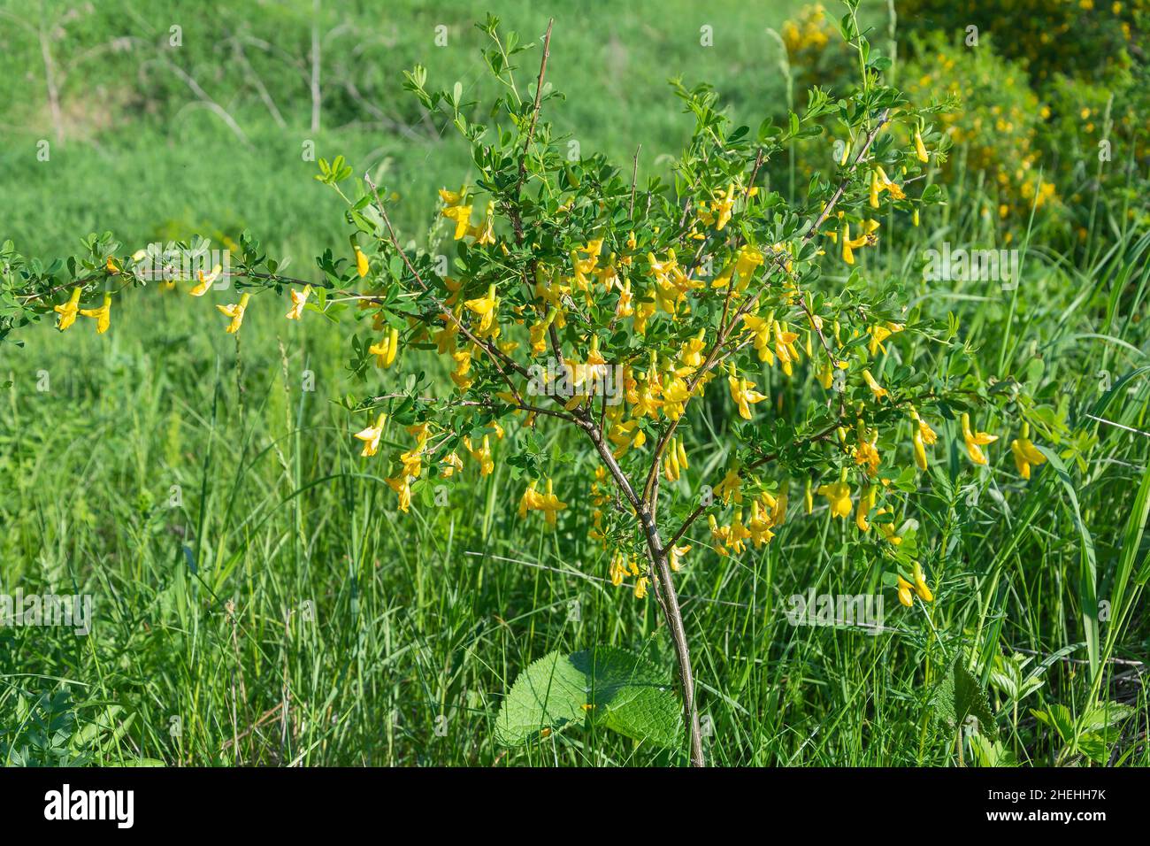 Flowering bush of Siberian yellow acacia, Caragana arborescens Stock Photo