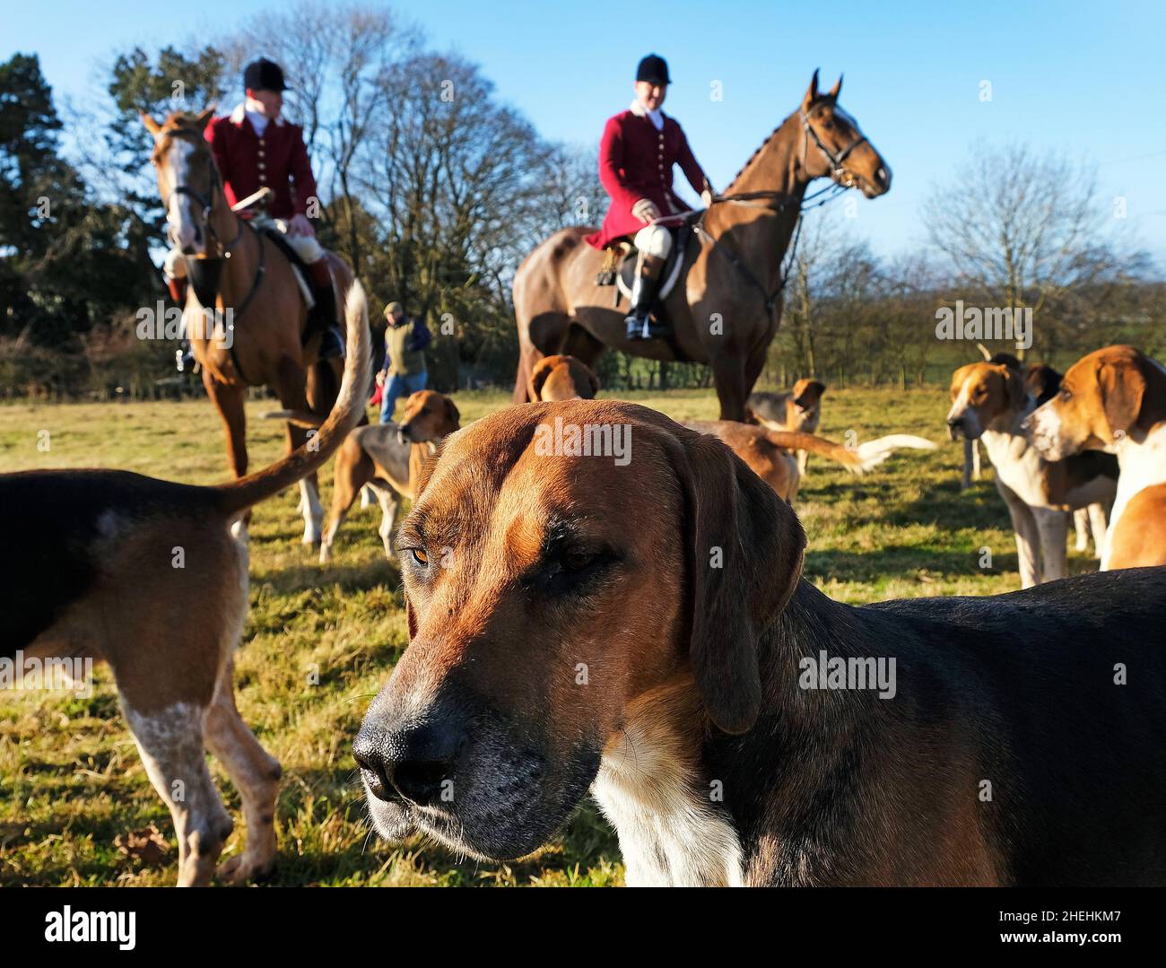 Mcc0102940 The Woodland Pytchley Hunt at Dingley, Northants., 4th December, 2021. Photo John Robertson for The Telegraph. Stock Photo