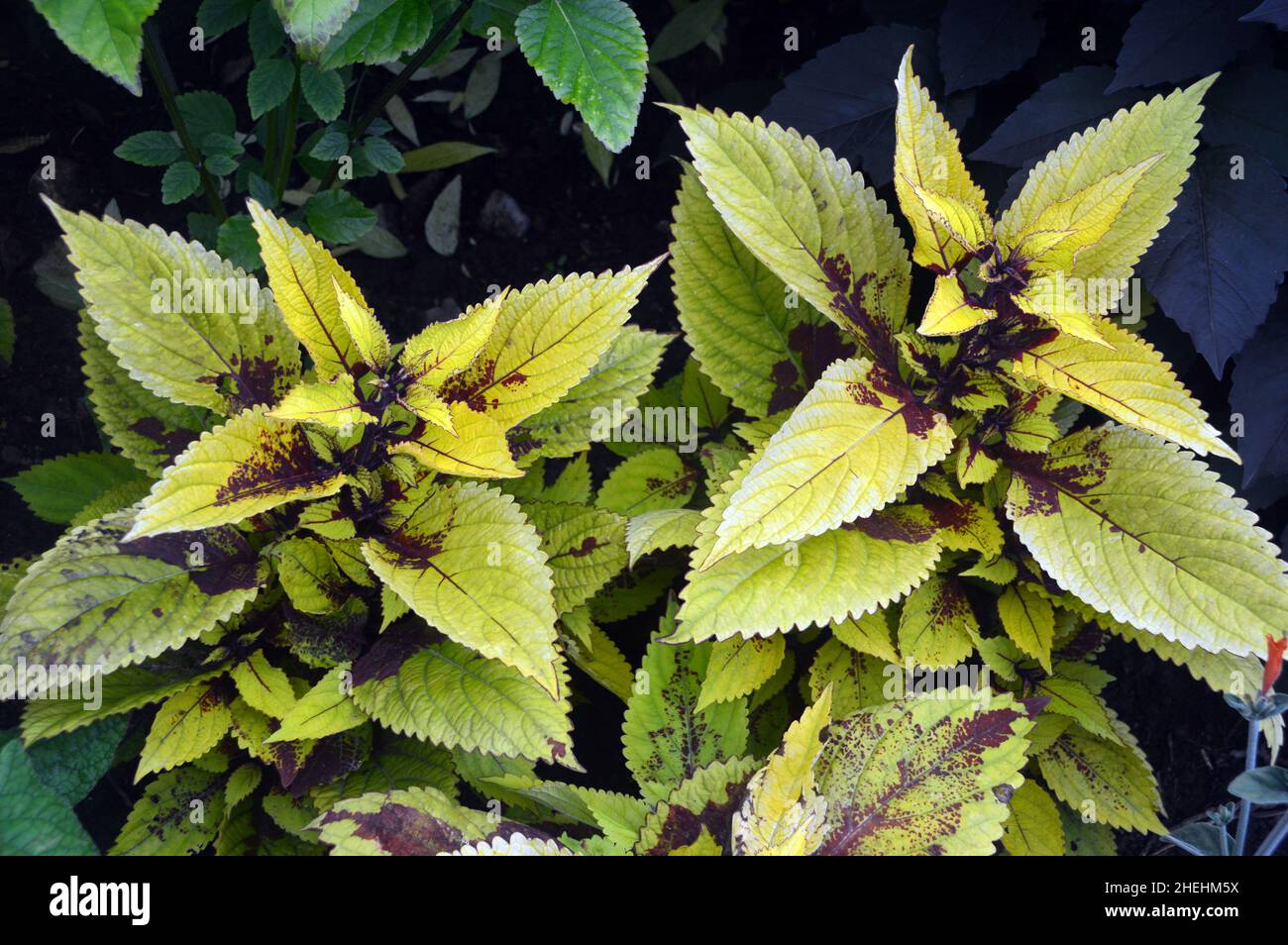 Yellow/Brown Variegated Coleus Scutellarioides 'Pineapple Beauty' Leaves in the Borders at RHS Garden Harlow Carr, Harrogate, Yorkshire, England, UK. Stock Photo