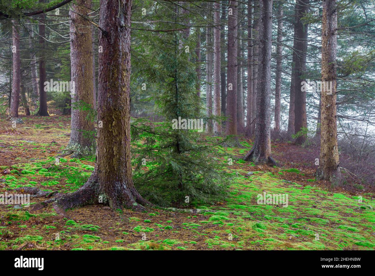 Native Eastern Hemlock growing in the understory of a non-native, Civilian Conservation Corps planted  Norway Spruce plantation in Pennsylvania's Poco Stock Photo