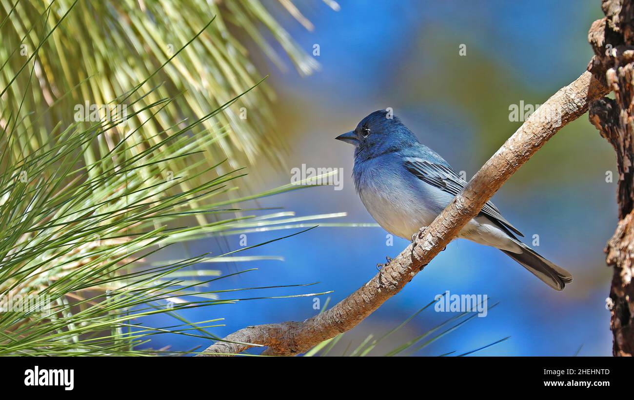 Tenerife Blue Chaffinch perched on a twig Stock Photo