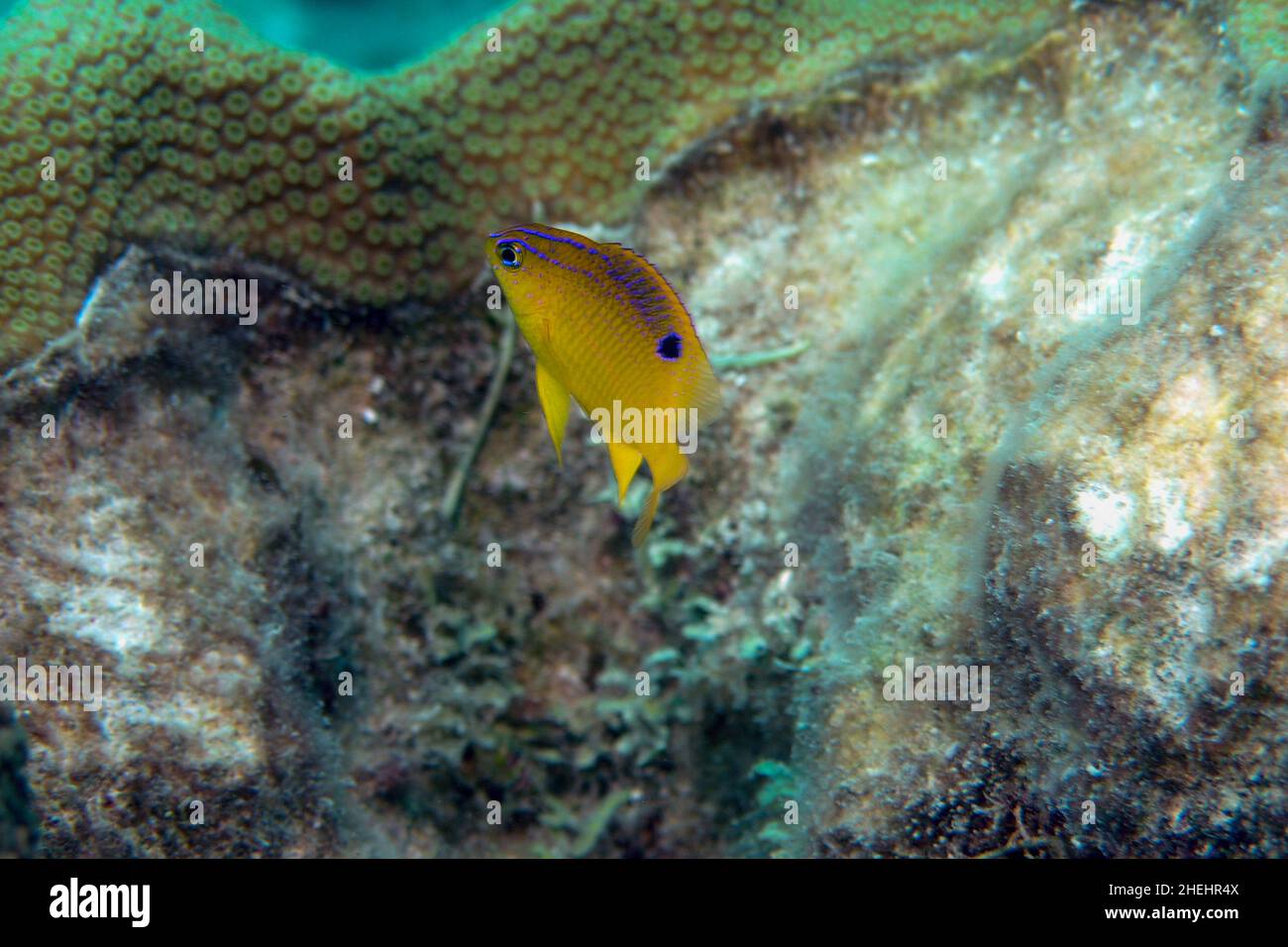 Juvenile Longfin Damselfish hovering over coral Stegastes diencaeus Stock Photo
