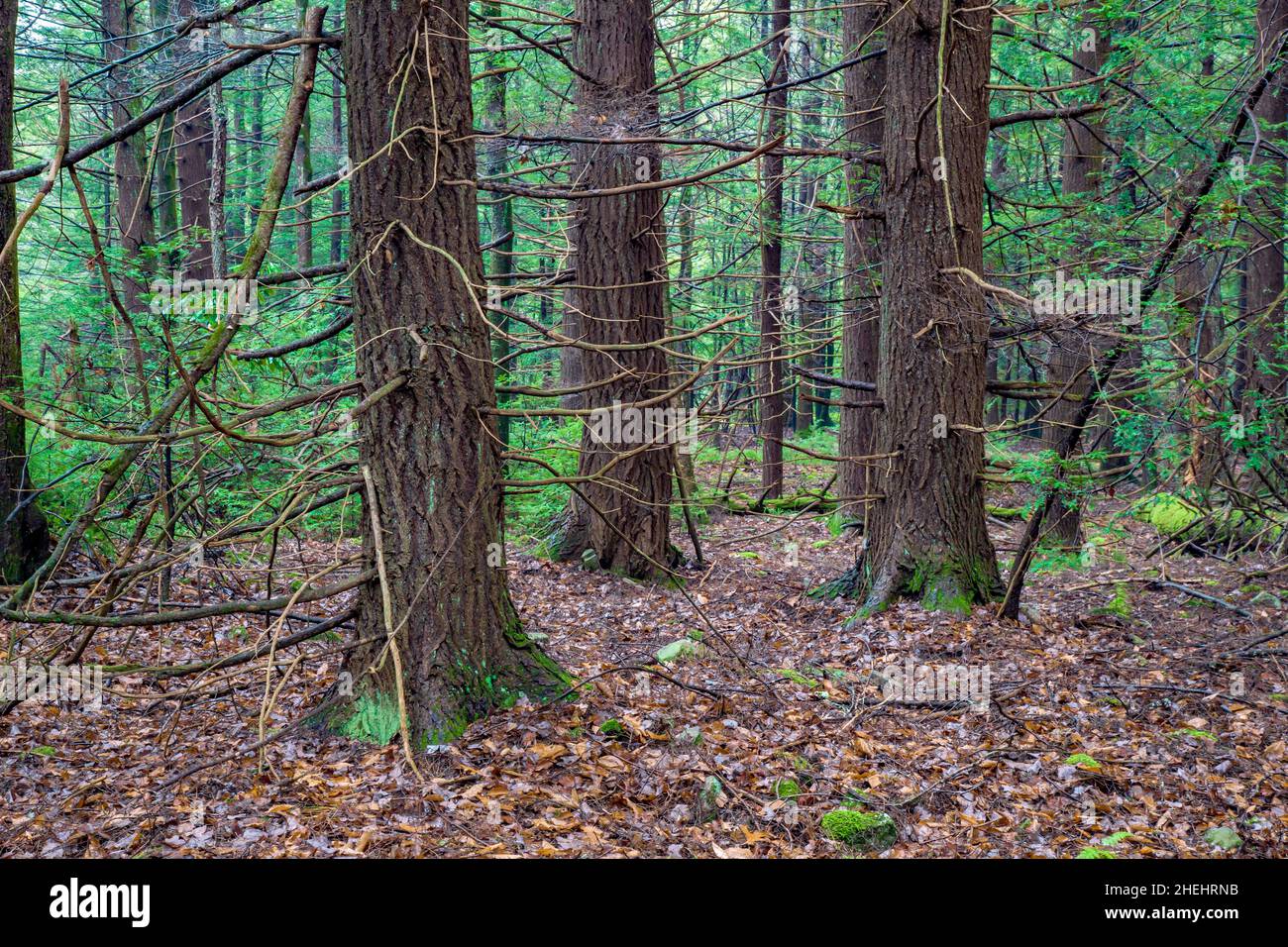 A healthy mature Eastern Hemlock Forest in Pennsylvania's Pocono Mountains that has had little damage from the hemlock woolly adelgid, Stock Photo