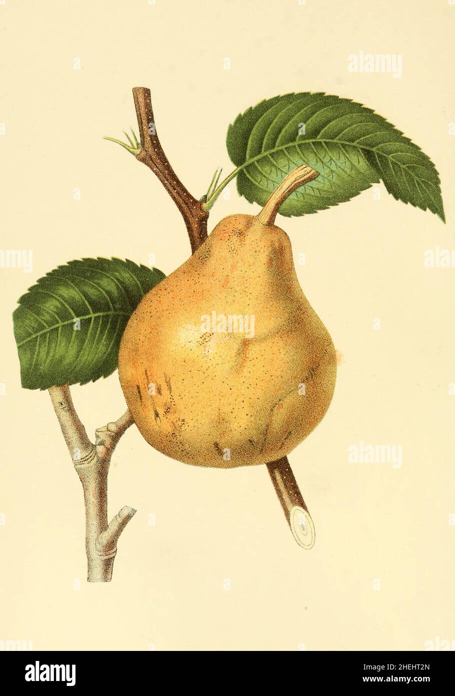 The Glou Morceau Pear, Glou Morceau was one of the first pears bred in Belgium and was created by Abbe Hardenpont, a prominent breeder, in Mons, Belgium in the 1750s, Historisch, historical, digital improved reproduction of an original from the 19th century / digital restaurierte Reproduktion einer Originalvorlage aus dem 19. Jahrhundert, genaues Originaldatum nicht bekannt, The fruits of America, C.M. Hovey, ca 1856 Stock Photo