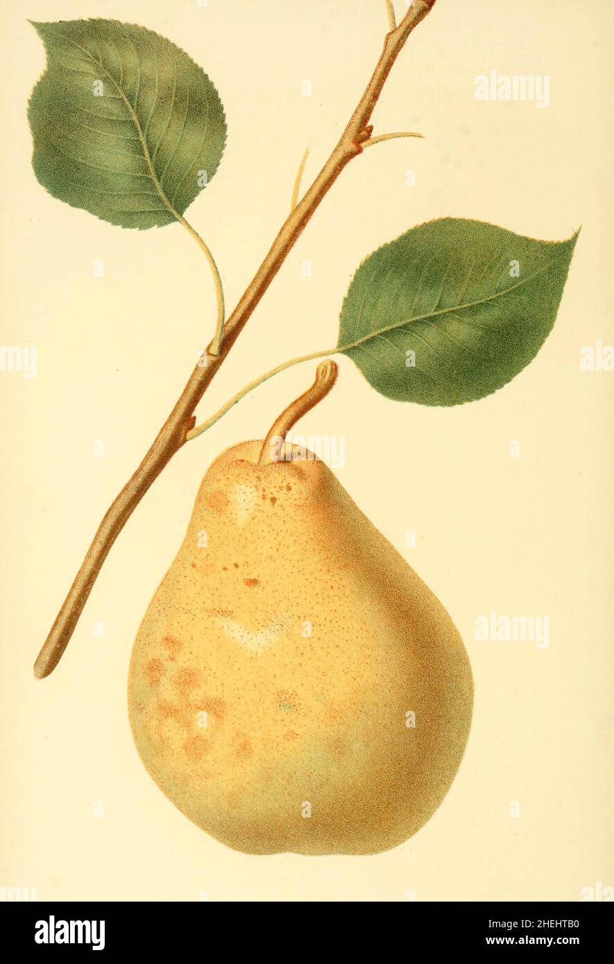 Pear fruit historical hi-res stock photography and images - Alamy