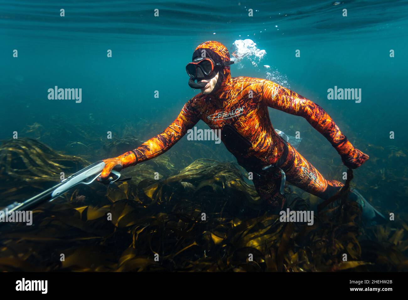 A spear-fishermen dives free dives for fish in Dorset, UK. Stock Photo