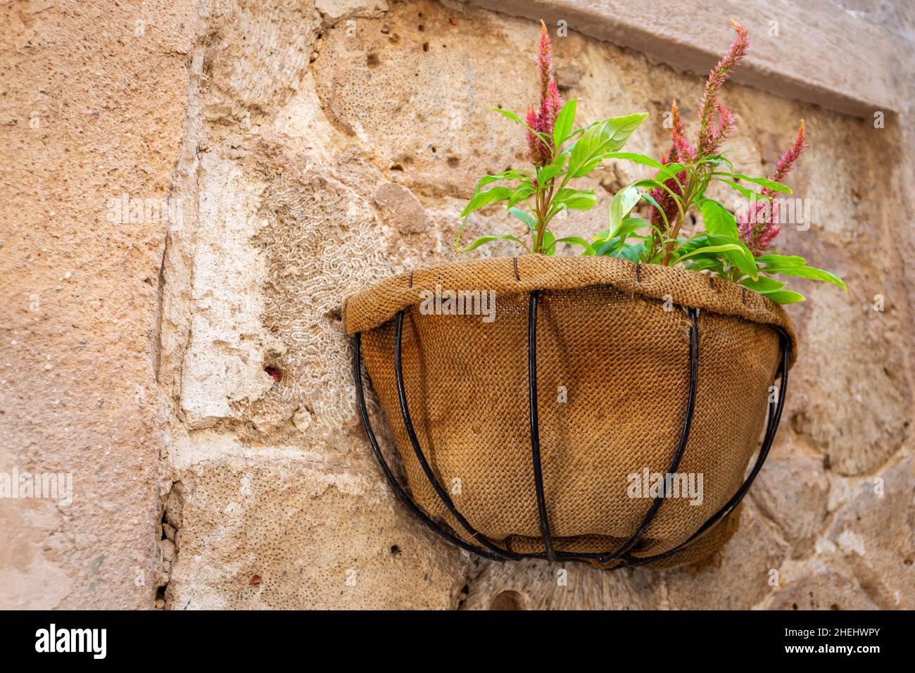 Jute flower pot hanging on a coral stone wall with pink Amaranth