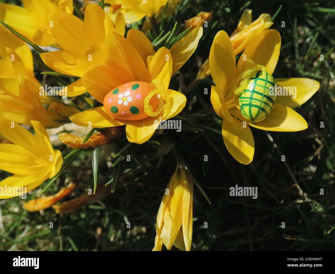 Easter eggs in front of crocuses Stock Photo