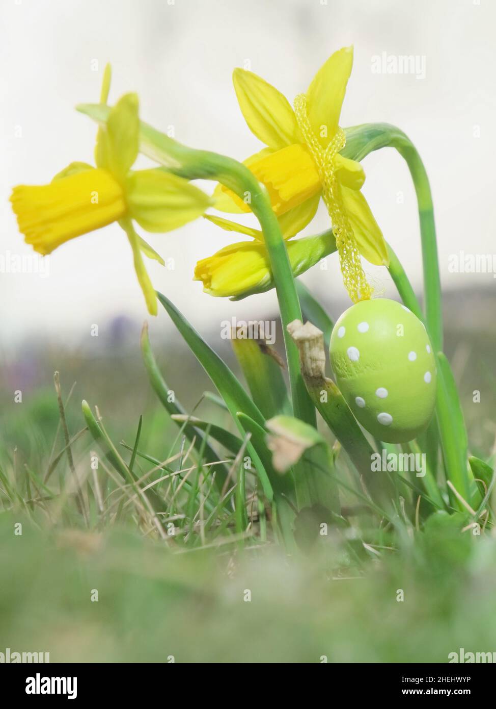 Easter eggs in front of crocuses Stock Photo