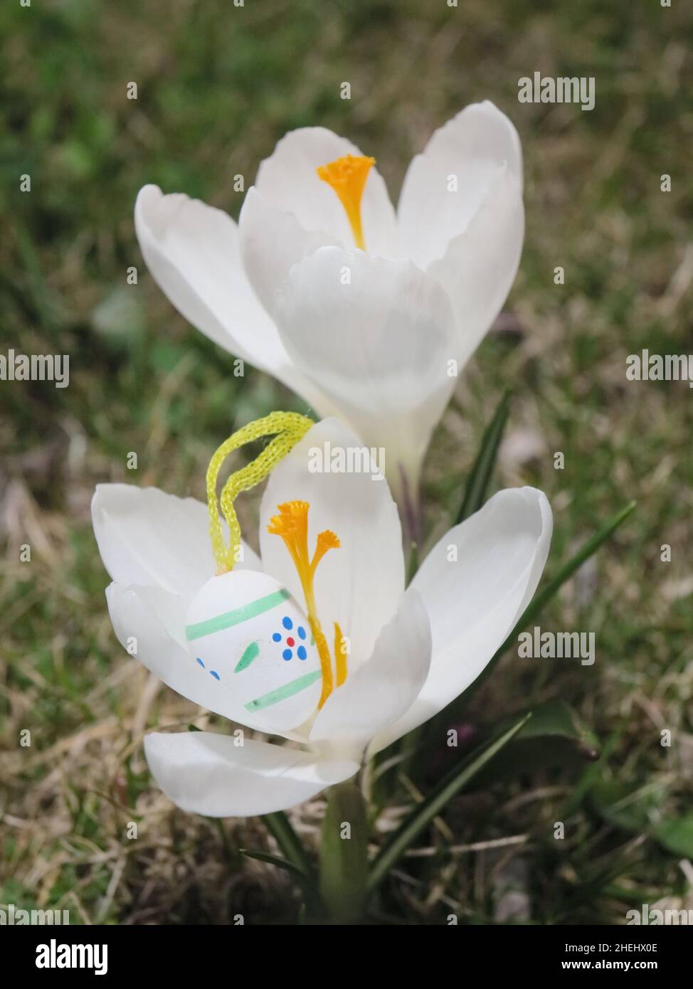 Easter eggs in front of crocuses Stock Photo