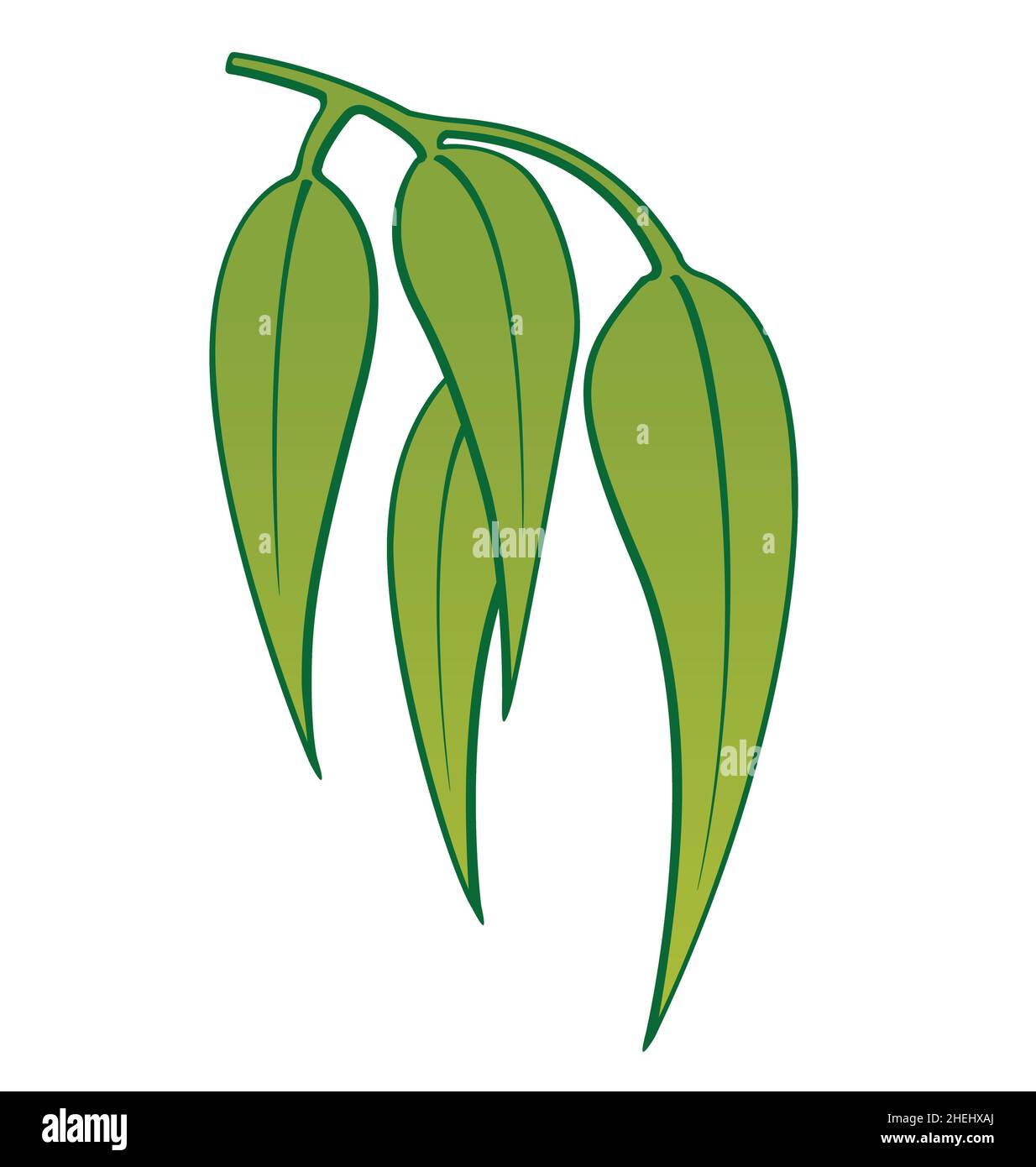 Simple stylised illustrated australian eucalyptus leaves or gum leaves