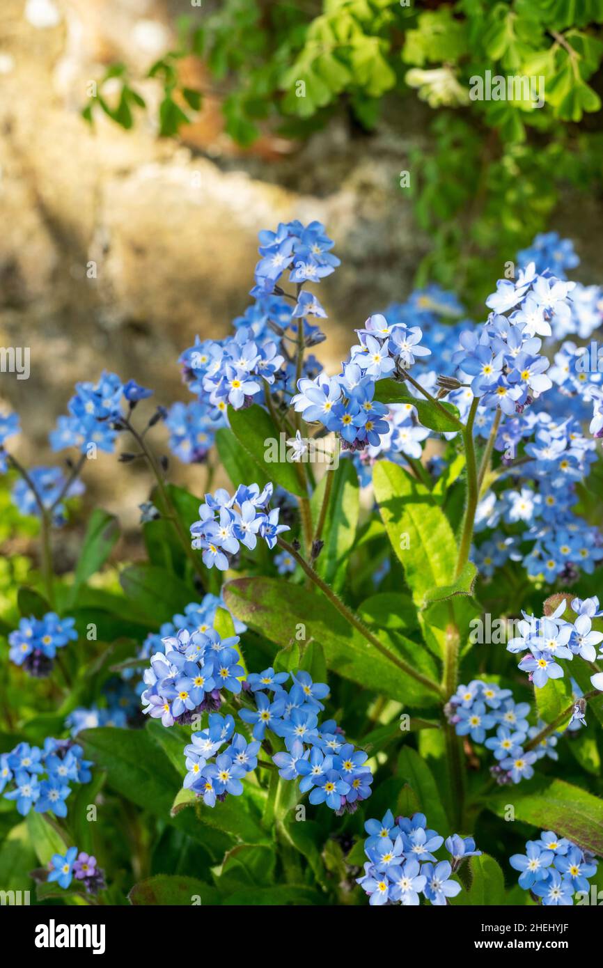 Blue flowers Stock Photo Alamy