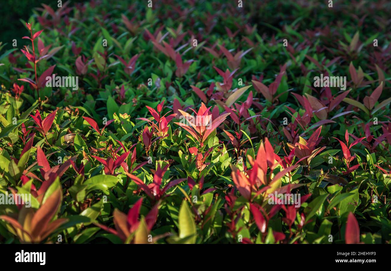 Red leaf photinia of Photinia glabra Robin. Flower's leaves are raised to receive soft sunlight in the morning Dense green leaves with red flowers. Co Stock Photo