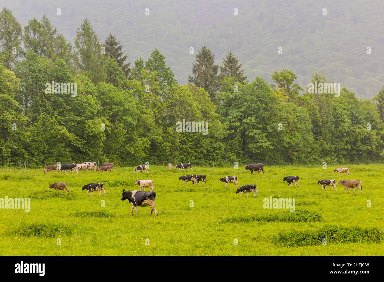 Cows on a meadow near Bovec village, Slovenia Stock Photo
