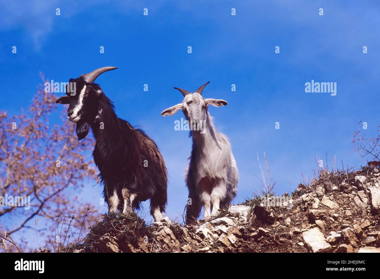 specimens of domestic goat, Capra hircus, Bovidae Stock Photo