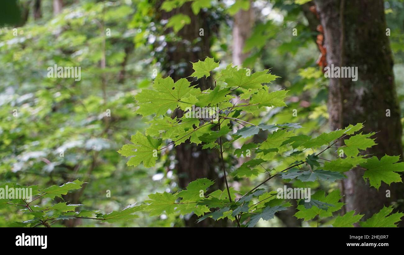 Bonn Germany June 2021 Leaves and branches of a maple tree in the ...