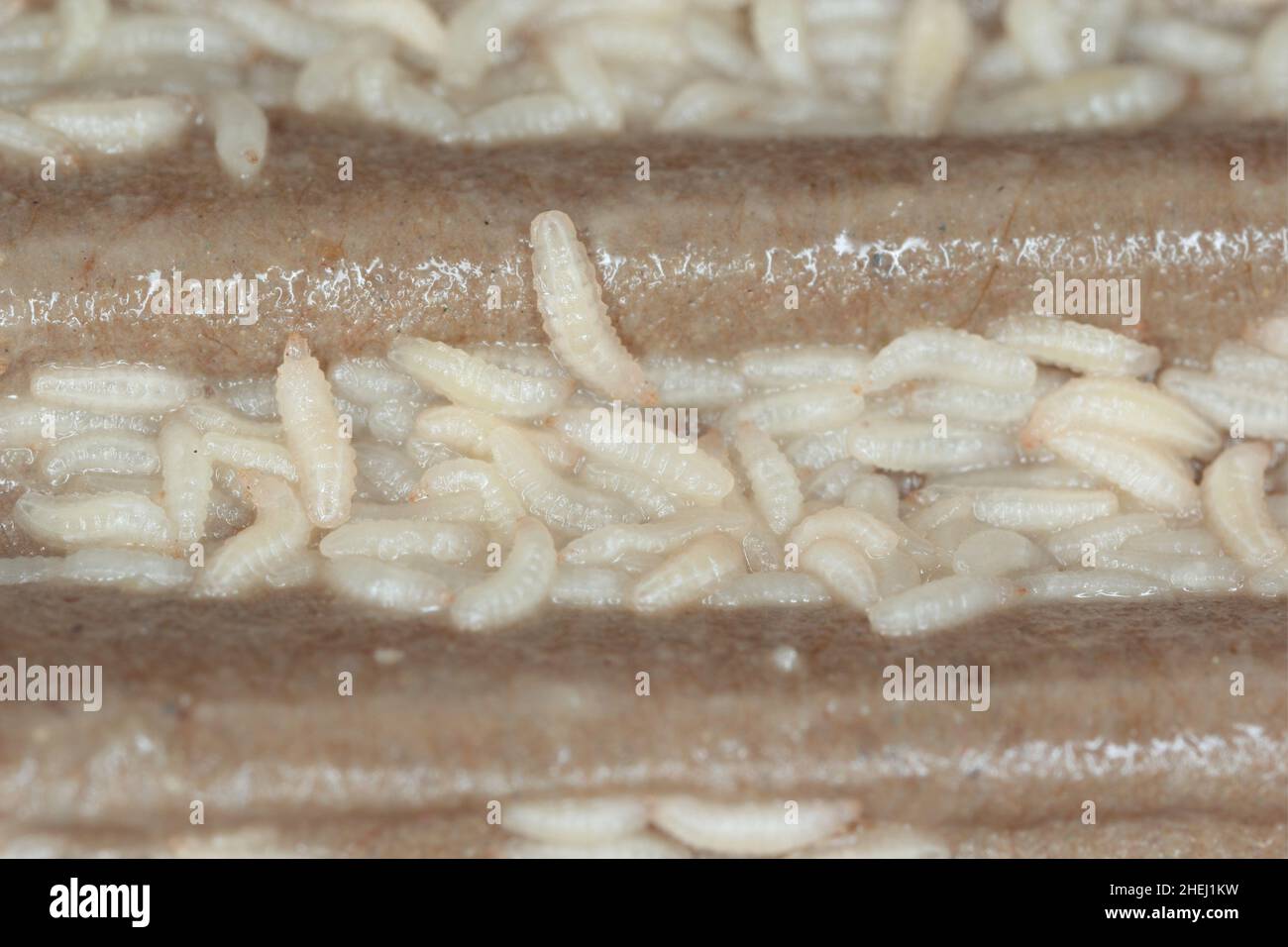 Hermetia illucens - Black soldier fly larvae in feeding plate with organic waste, Insect farm. Stock Photo