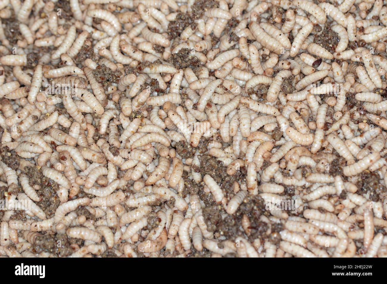 Hermetia illucens - Black soldier fly larvae in feeding plate with organic waste, Insect farm. Stock Photo