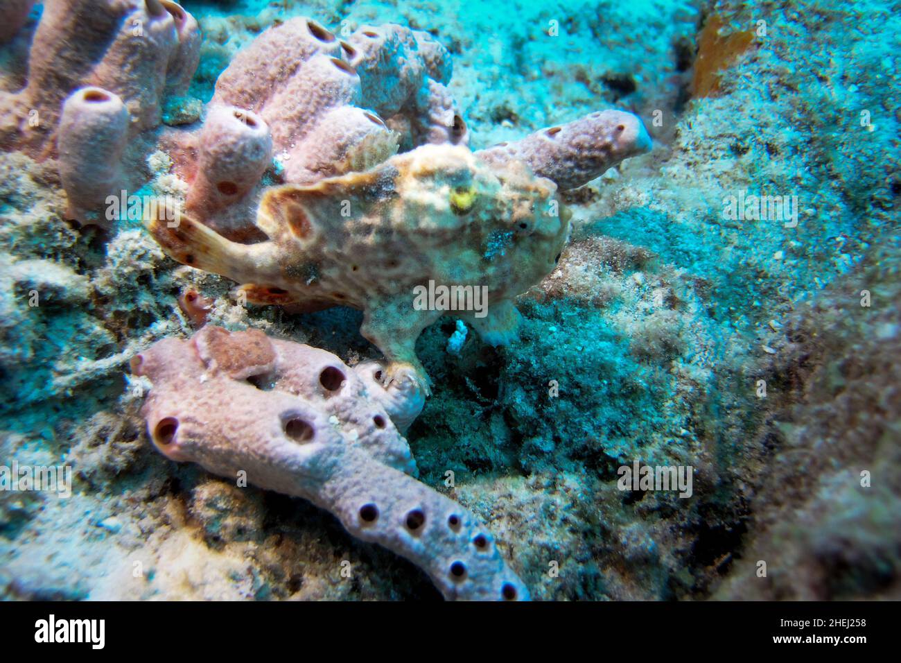 Brightly Colored Painted Frogfish antennarius pictus on a Tropical Coral Reef Stock Photo