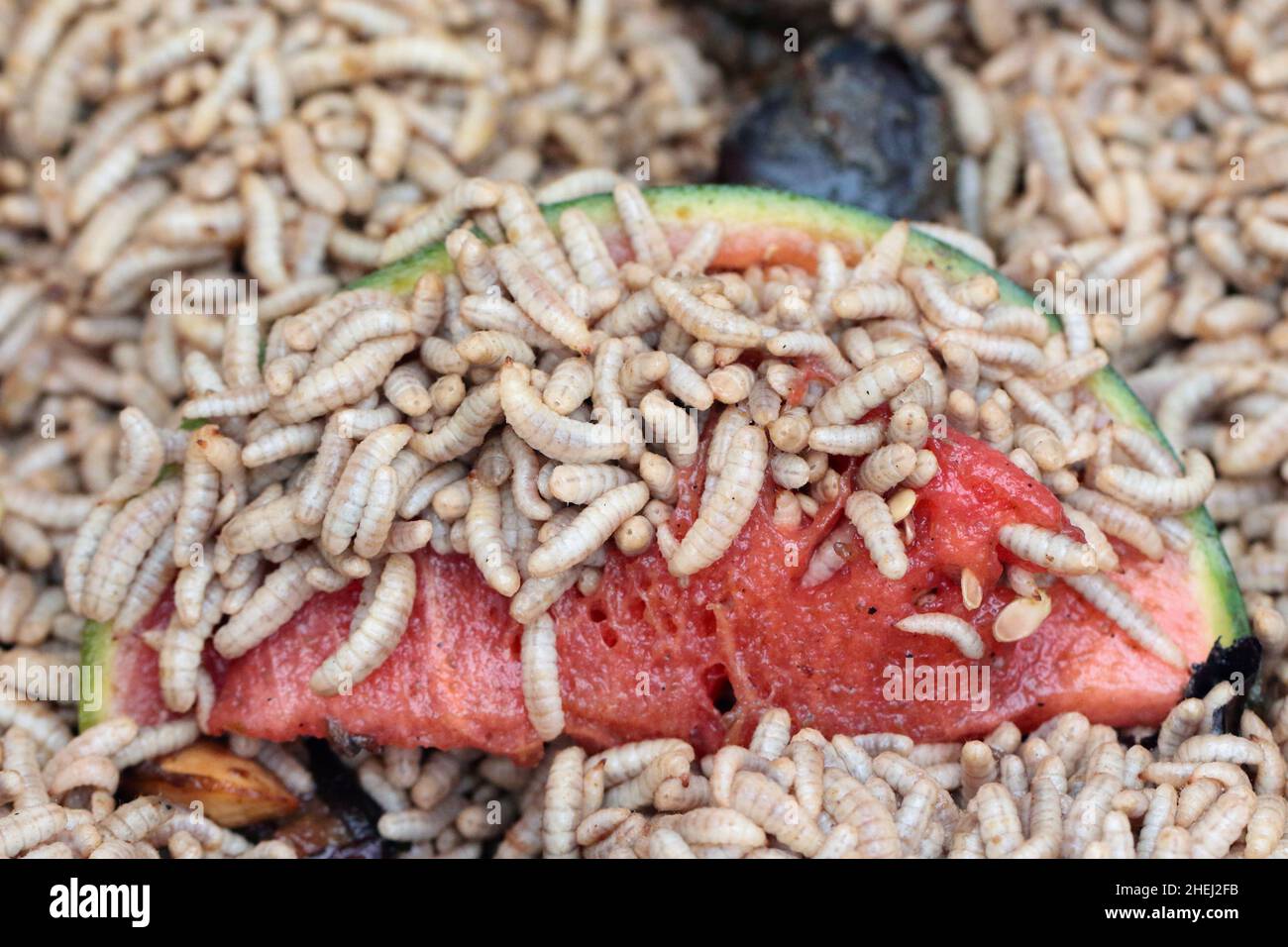 Hermetia illucens, the black soldier fly. Larvae eats a watermelon fruit. Protein animal feed ingredient. Stock Photo