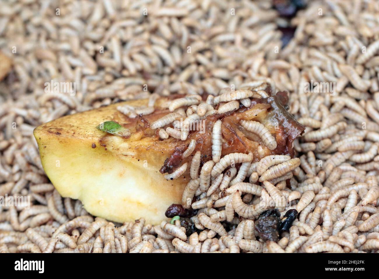 Hermetia illucens, the black soldier fly. Larvae eats an apple fruit. Protein animal feed ingredient. Stock Photo