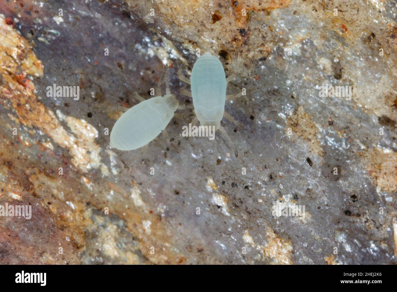 Underground aphids found under a stone in the garden. High magnification. Stock Photo