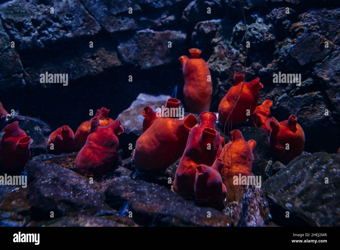 Underwater sponge of the red color of the cold sea Stock Photo