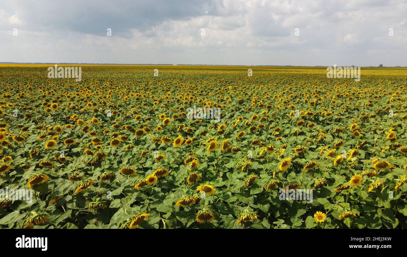 A field of sunflowers under a cloudy sky Stock Photo - Alamy