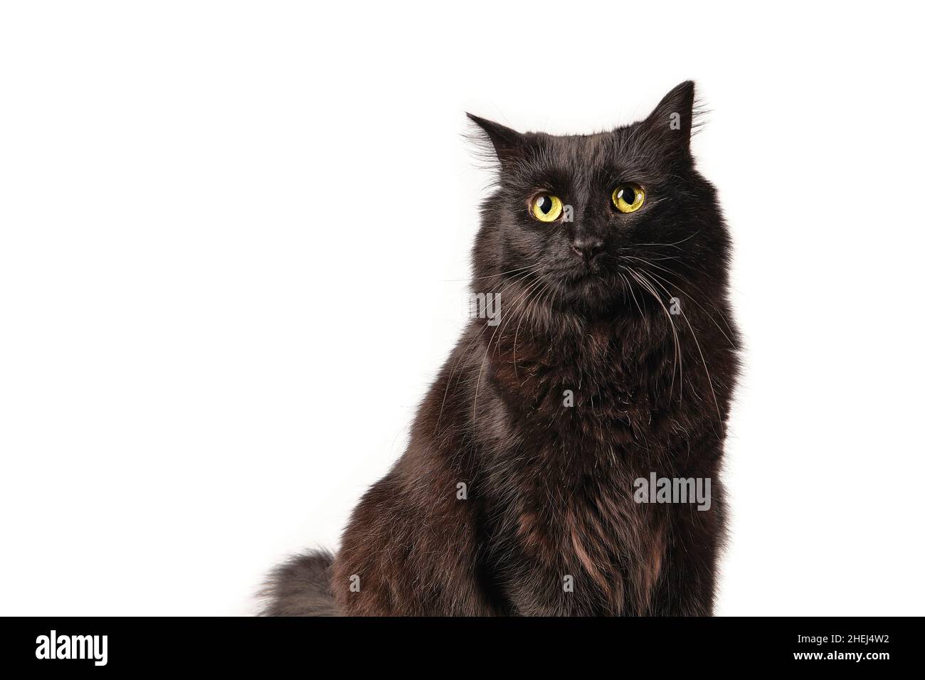 black cat in front of white backround Stock Photo