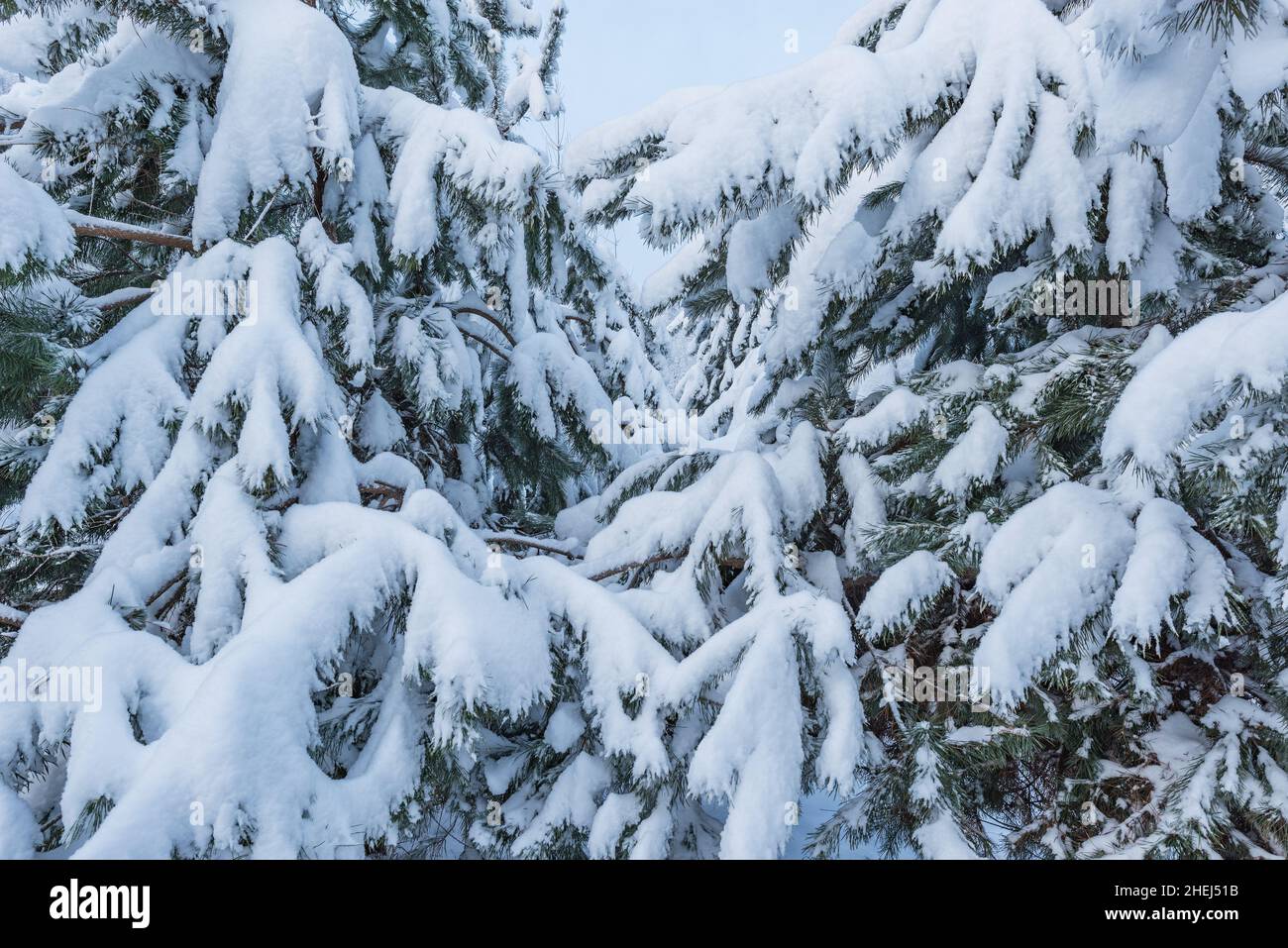 Pine tree branches under the snow. Stock Photo