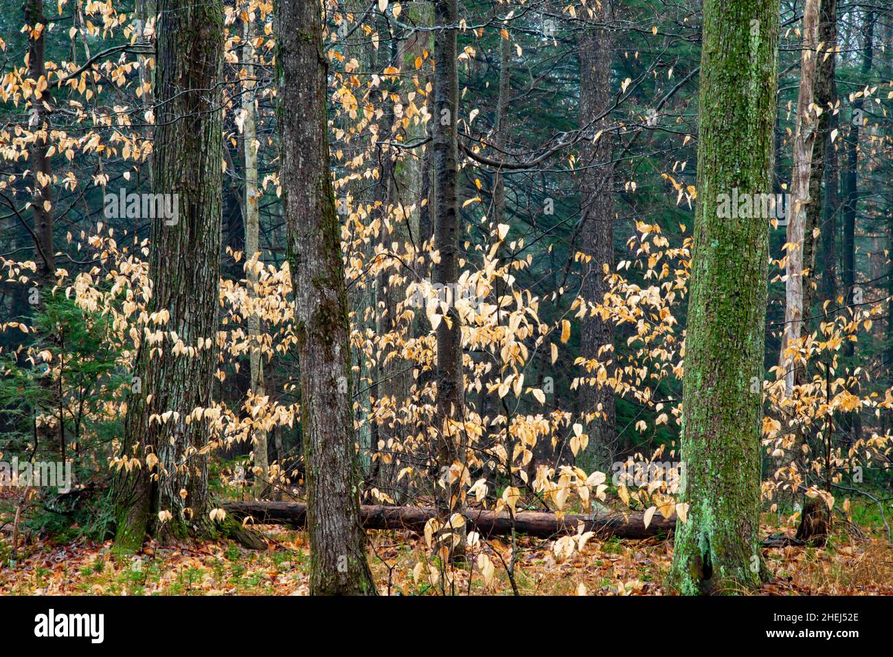 Northern Hardwood Forest in Pennsylvania's Pocono Mountains, containing