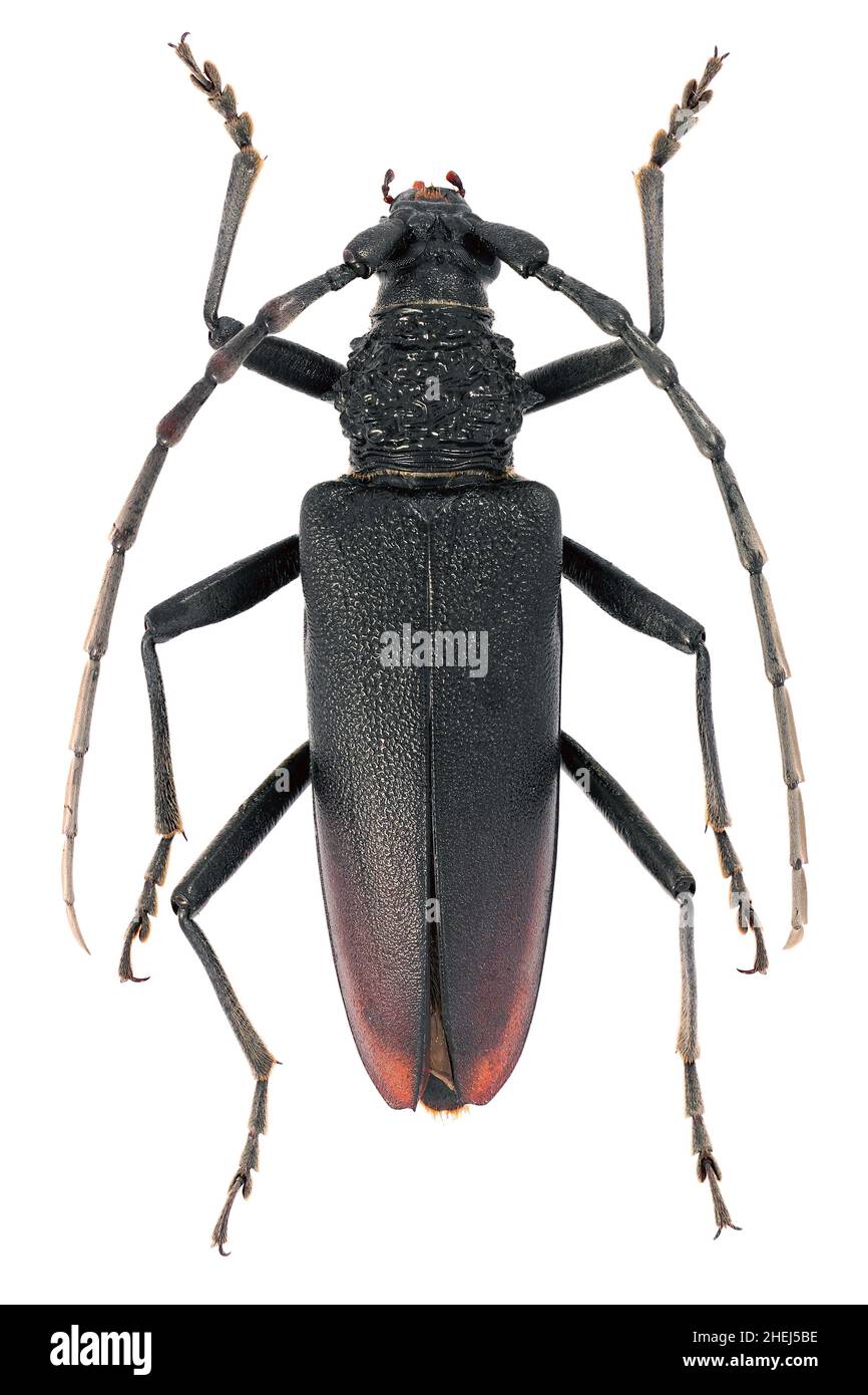 Great capricorn beetle Cerambyx cerdo Cerambycidae female Stock Photo