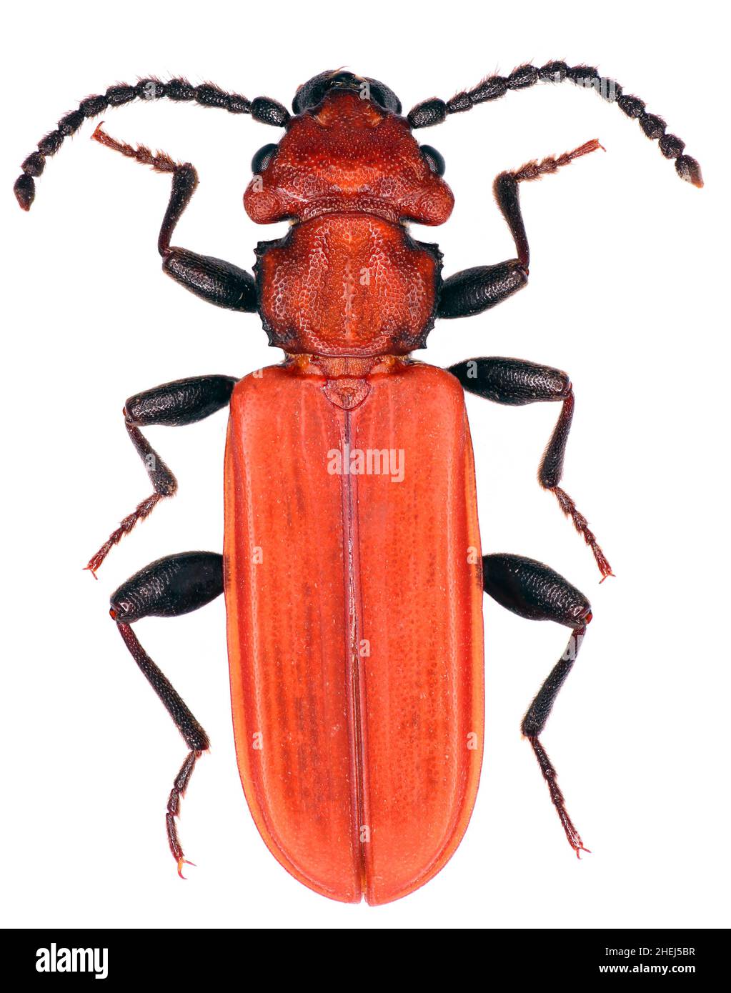 Cucujus cinnaberinus is a species of beetles in the family Cucujidae threatened species in Europe Stock Photo