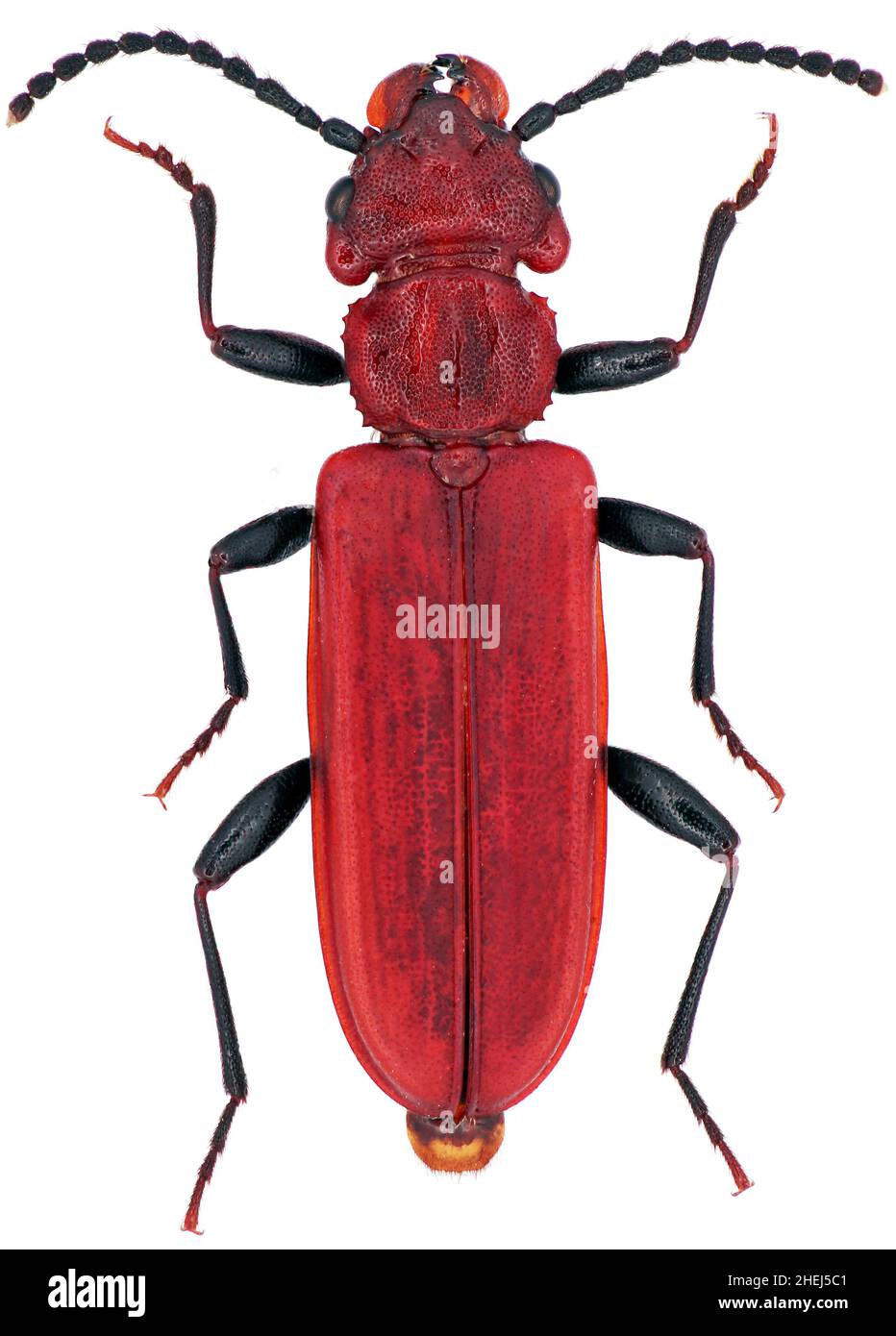 Cucujus haematodes is a species of beetles in the family Cucujidae threatened species in Europe Stock Photo