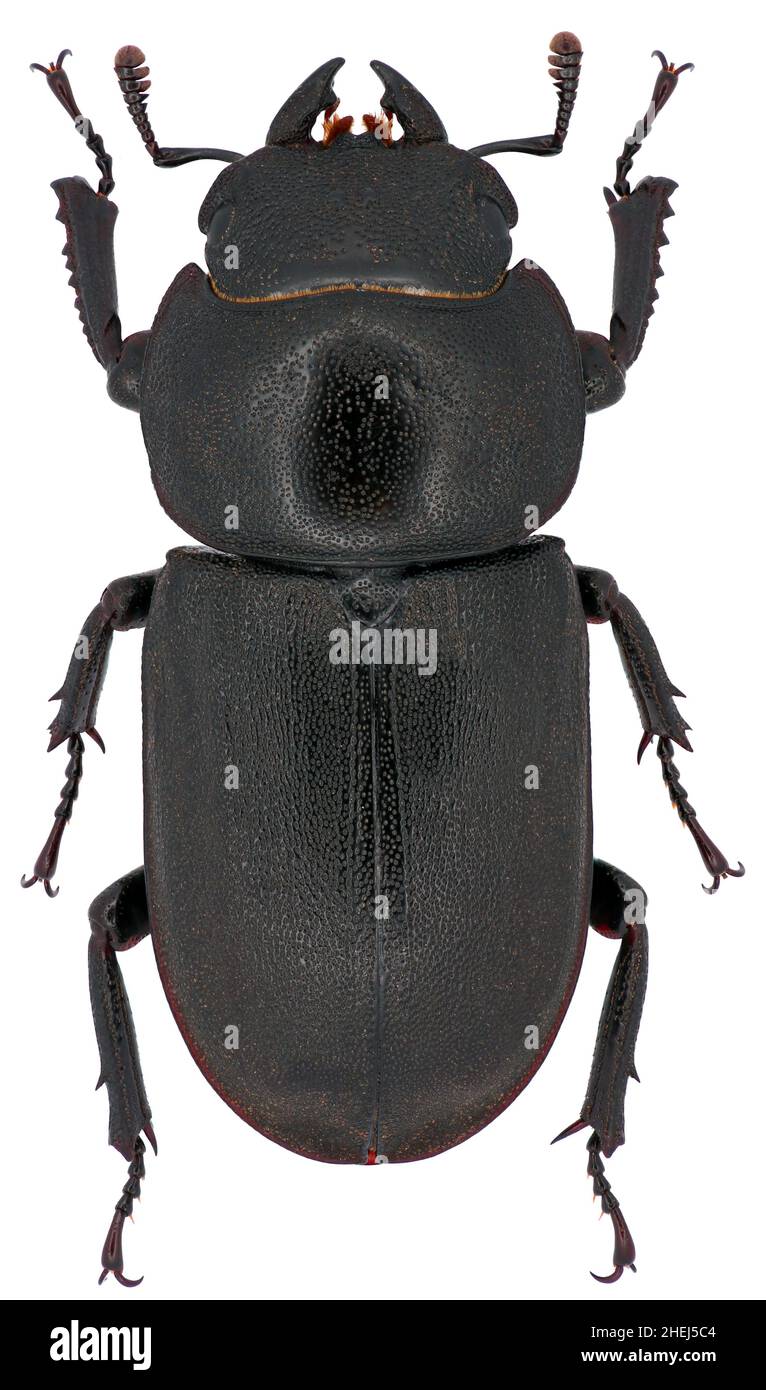 the lesser stag beetle Dorcus parallelipipedus Lucanidae female Stock Photo