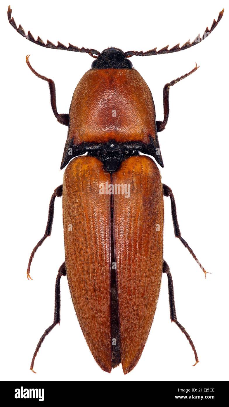 Elater ferrugineus the rusty click beetle a species of click beetle belonging to the family Elateridae protected in EU on a white background Stock Photo