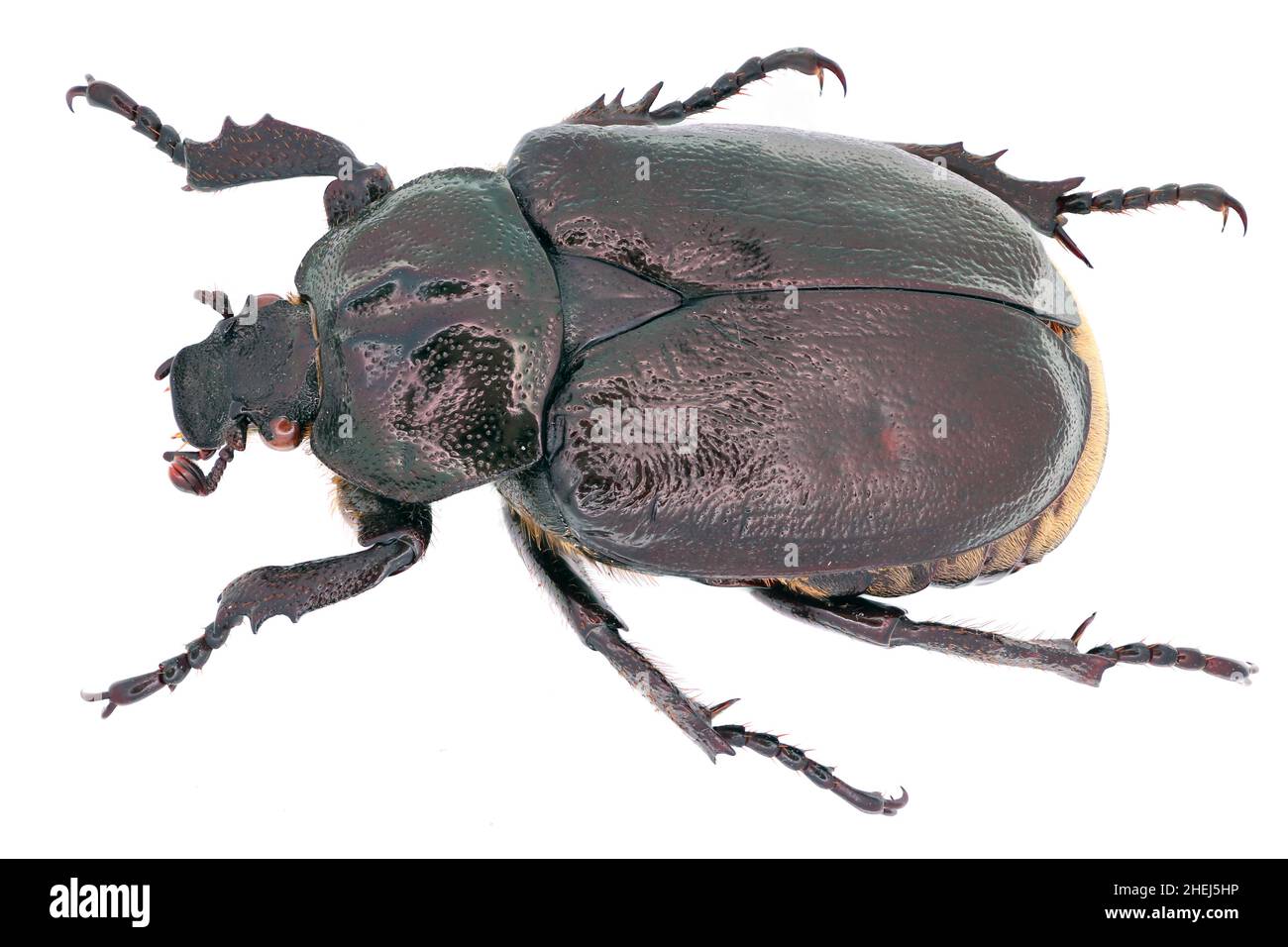 Hermit beetle Osmoderma eremita - barnabita on a white background from side. Stock Photo