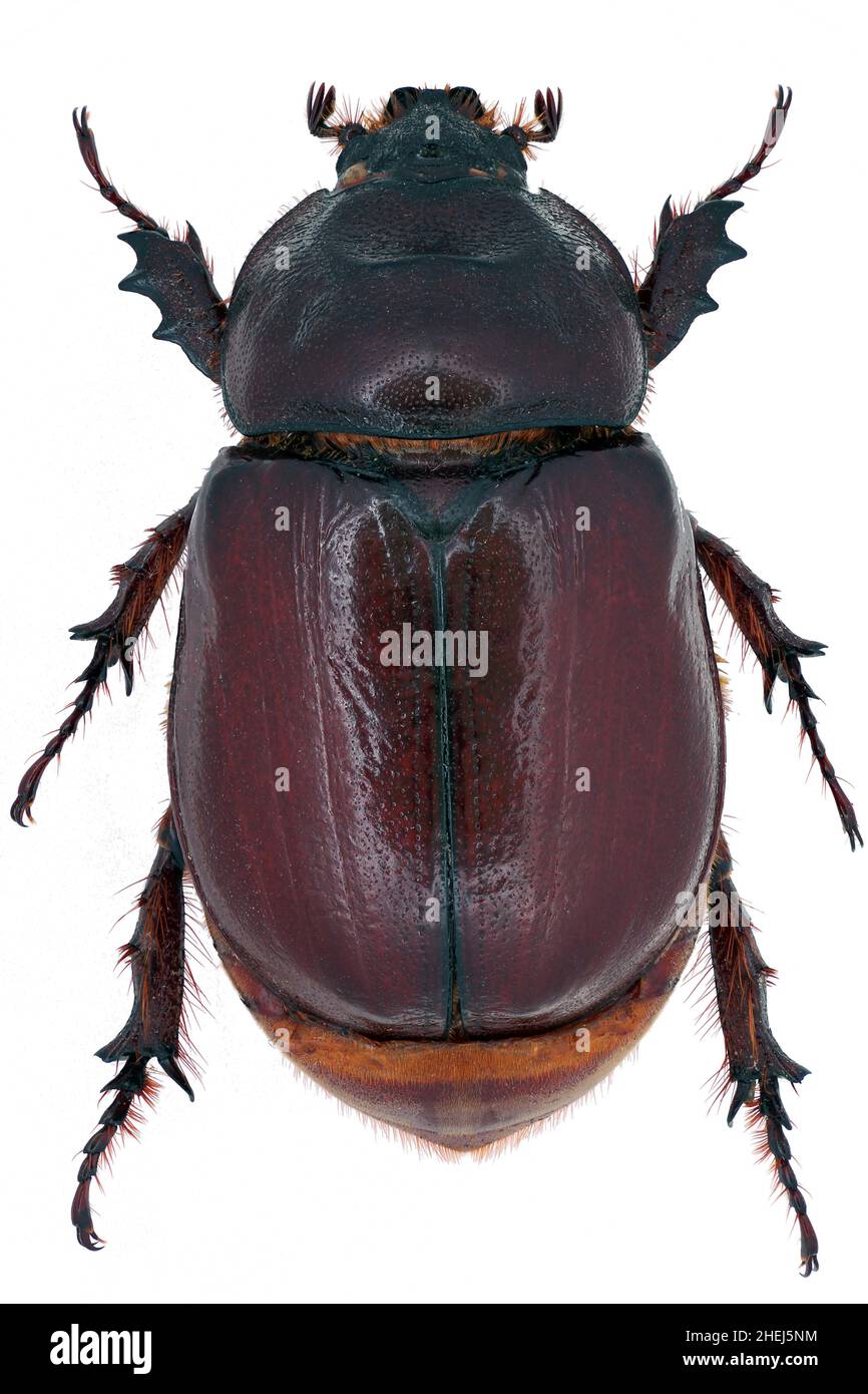 The European Rhinoceros Beetle Oryctes Nasicornis Stock Photo Alamy The European Rhinoceros Beetle Oryctes Nasicornis Stock Photo Alamy